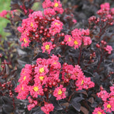 Pink Crapemyrtle with pink blooms in a nursery pot