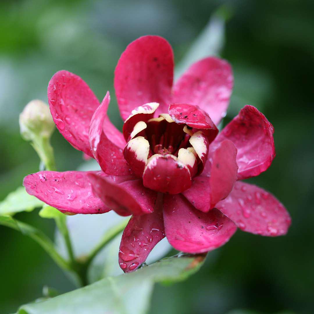 ツバ　フラワー Aphrodite' Sweetshrub | Proven Winners® – Creekside Nursery, Inc