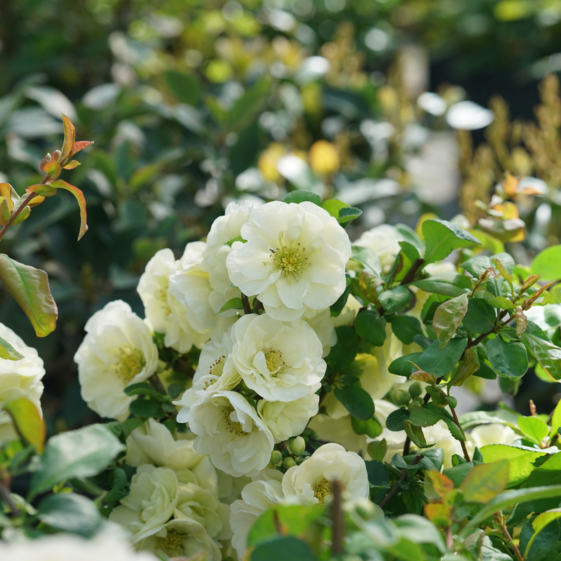 DOUBLE TAKE® Peach Quince – Creekside Nursery, Inc DOUBLE TAKE® Peach Quince – Creekside Nursery, Inc