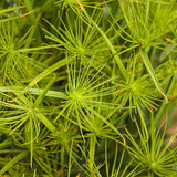 Queen Tut dwarf papyrus in a nursery pot