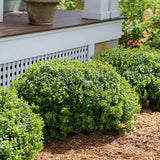 SPRINTER boxwood in a nursery container
