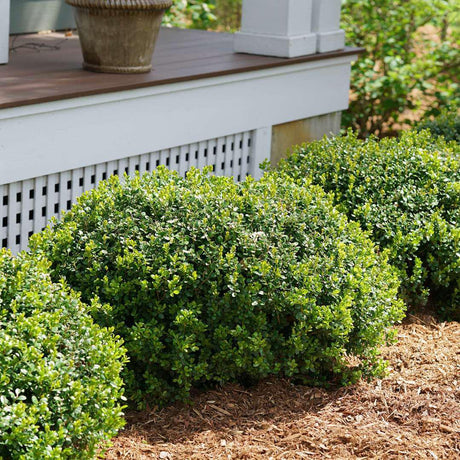 SPRINTER boxwood in a nursery container