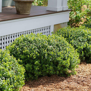 'Sprinter' Boxwood