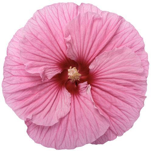 Summerific Edge of Night hibiscus with dark foliage and pink blooms