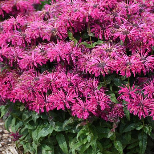 Pink Monarda in a nursery pot with blooming flowers
