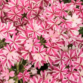 Superbena Cherryburst verbena in bloom in a nursery pot