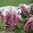 Gatsby Pink oakleaf hydrangea with pink flower clusters