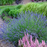 Phenomenal lavender plant in a nursery pot