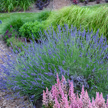 Phenomenal lavender plant in a nursery pot