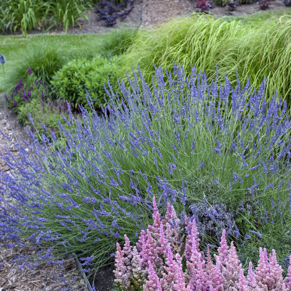 lavender plant nursery Phenomenal' Lavender