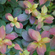 MIDNIGHT SUN® weigela with variegated green and gold leaves