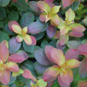 MIDNIGHT SUN® weigela with variegated green and gold leaves