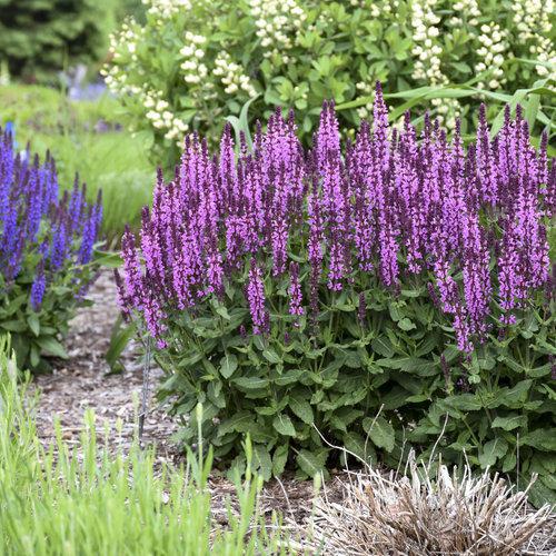 Salvia 'Pink Profusion' – Creekside Nursery, Inc