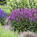 Salvia 'Pink Profusion' with pink flower spikes in a pot