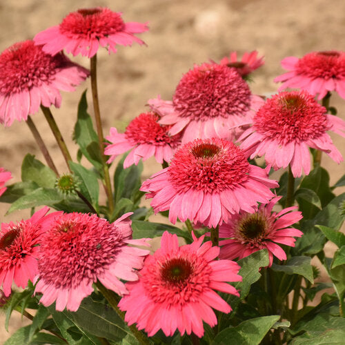 Double Coded® 'Coral Cranberry' Echinacea | Proven Winners