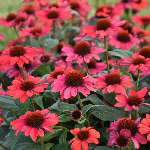 Proven Winners Coneflower