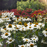Echinacea 'The Price is White' | Proven Winners