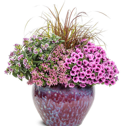 Supertunia Mini Vista® Plum Veined Petunia | Proven Winners