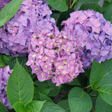 Let's Dance ¡Arriba! reblooming hydrangea with blooms in pot