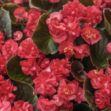 Double Up Red begonia with red blooms in a pot