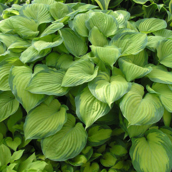 Guacamole' hosta with green and gold variegated leaves