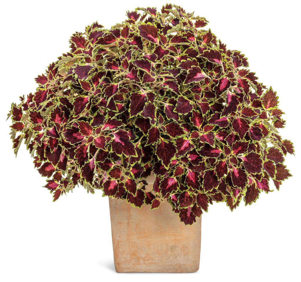 ColorBlaze® Cherry Drop Coleus | Proven Winners® – Creekside
