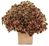 ColorBlaze Cherry Drop coleus with pink and green leaves