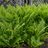 Ostrich fern in a nursery pot with feathery green fronds