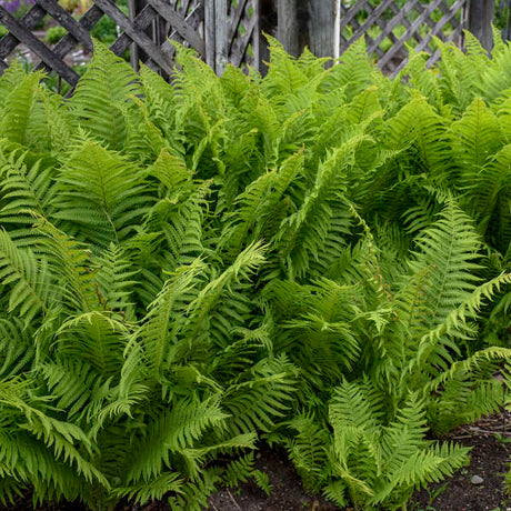 Ostrich fern in a nursery pot with feathery green fronds