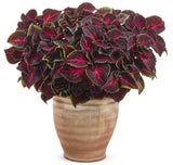 ColorBlaze Torchlight coleus with orange and red leaves in a pot
