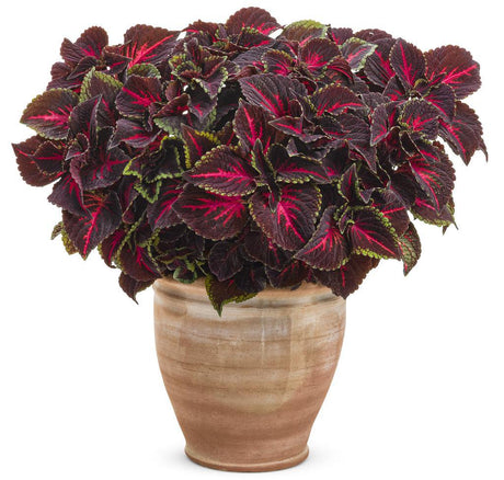 ColorBlaze Torchlight coleus with orange and red leaves in a pot