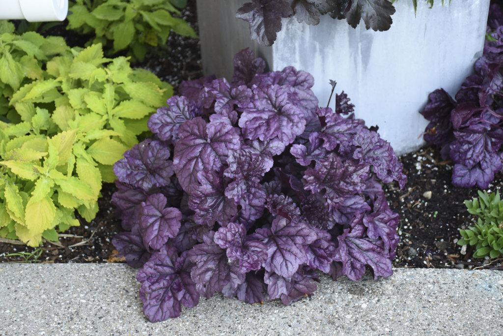 Dolce Wildberry heuchera with purple leaves in a pot