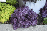 Dolce Wildberry heuchera with purple leaves in a pot