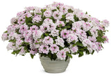 Pink Cashmere verbena with pink blooms in a pot