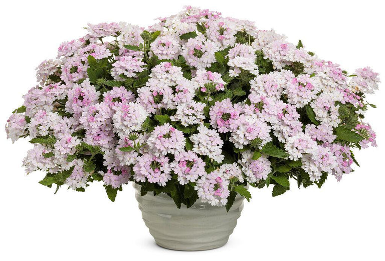 Superbena® Pink Cashmere™ Verbena
