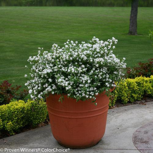 YUKI SNOWFLAKE® Deutzia | Proven Winners® – Creekside Nursery, Inc