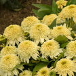 Echinacea 'Butter Pecan' flower with pale yellow petals