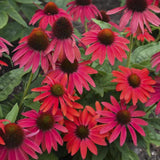 Echinacea SummerSong Firefinch in a nursery pot