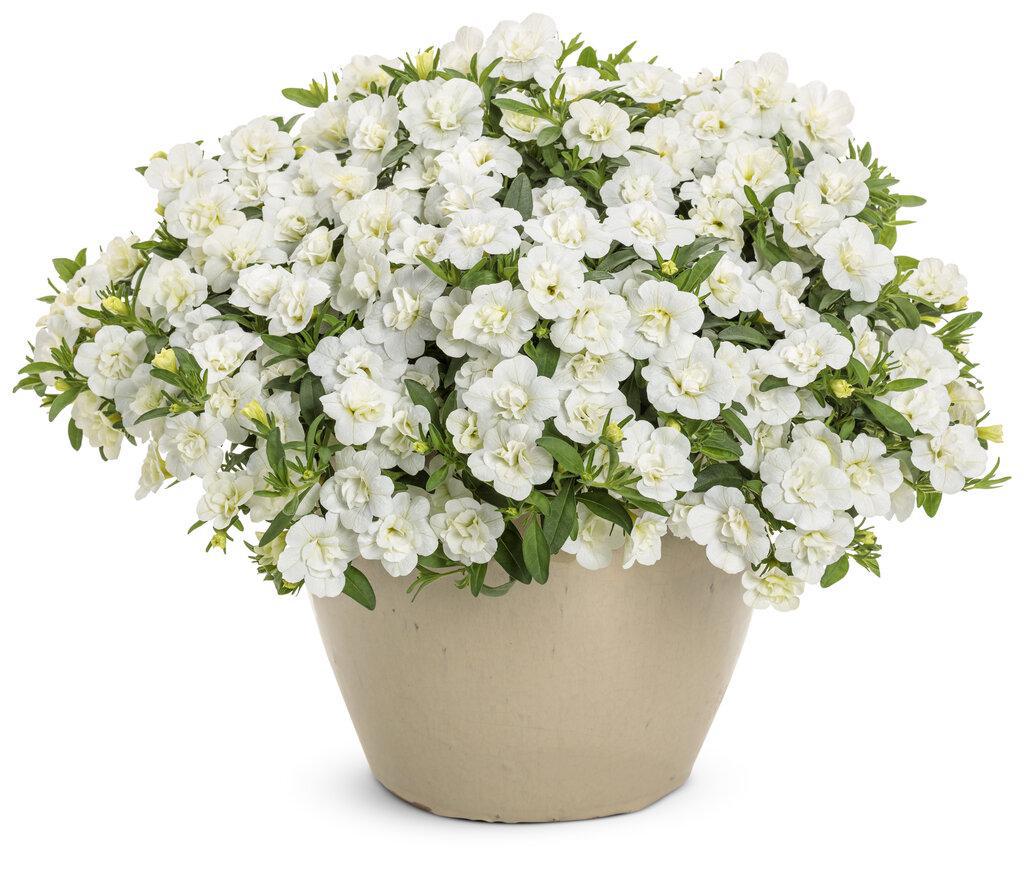 White double calibrachoa blooms in a nursery pot