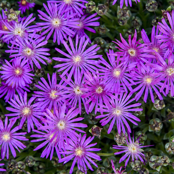 Delosperma Flashmob Electric Slide with pink flowers in pot