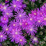Delosperma Flashmob Electric Slide with pink flowers in pot