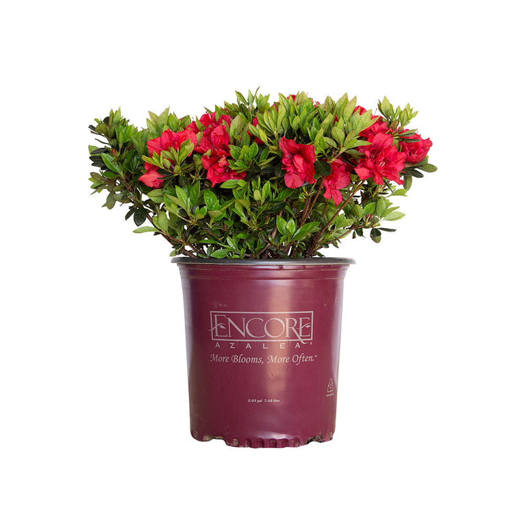 Autumn Fire Encore Azalea 1 Gal