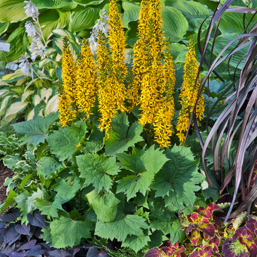 Ligularia 'Bottle Rocket' in a pot with yellow flower spikes