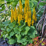 Ligularia 'Bottle Rocket' in a pot with yellow flower spikes