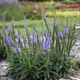 Magic Show Ever After veronica with purple flower spikes