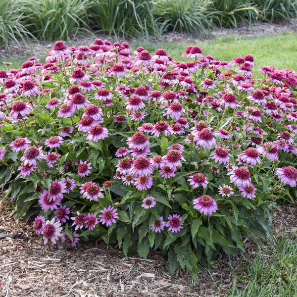 Double Coded Echinacea Everything's Rosy flowering plant in pot