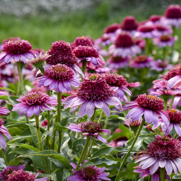 Double Coded Echinacea Everything's Rosy in a pot