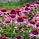 Double Coded Echinacea Everything's Rosy in a pot