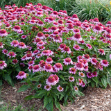 Double Coded echinacea 'Everything's Rosy' in bloom
