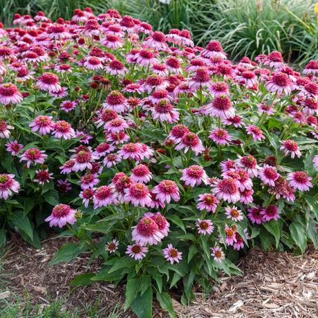 Double Coded echinacea 'Everything's Rosy' in bloom